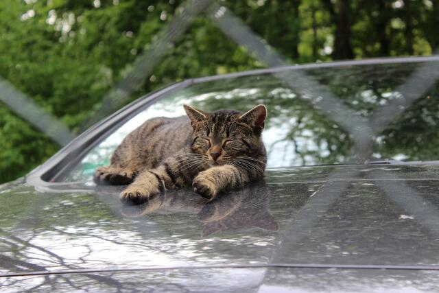 So so, deswegen sind die Menschen so vernarrt in ihre Autos? Die stellen auch wirklich eine prima Schlaffläche dar. | Foto: Sabine Pollok aus Dillingen