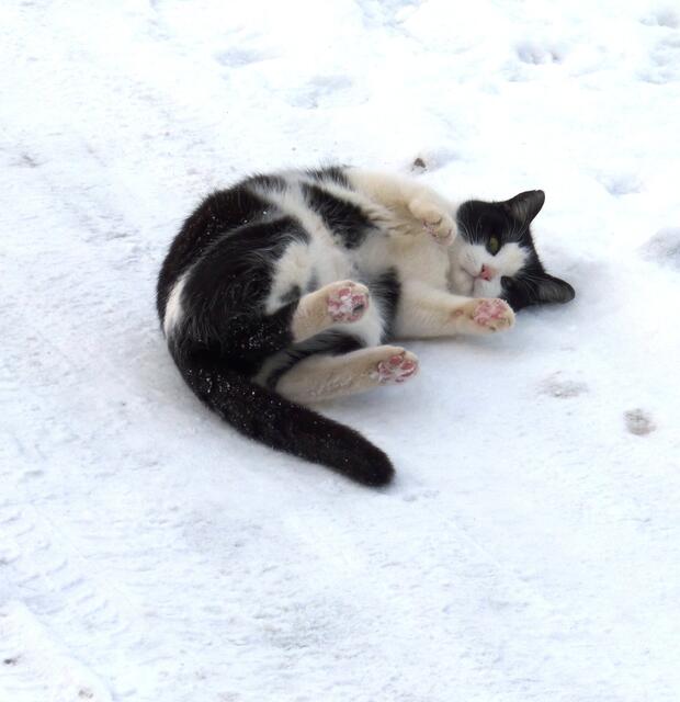 Diese Katze scheint sich am Schnee gar nicht zu stören. | Foto: udo pippert aus Korbach