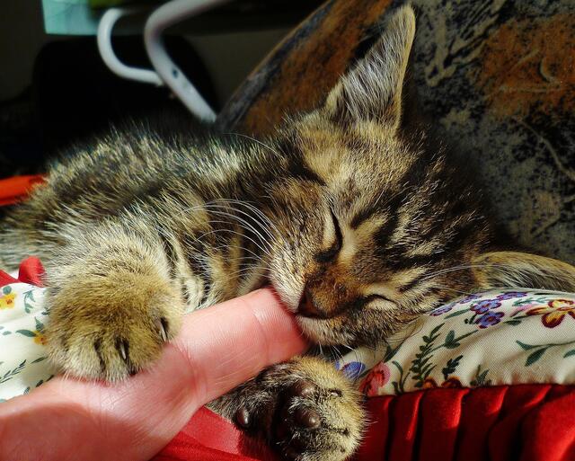 Hier nuckelt ein müdes Katzenkind am Finger von M. Wittenberg. | Foto: M. Wittenberg aus Nebra (Unstrut)