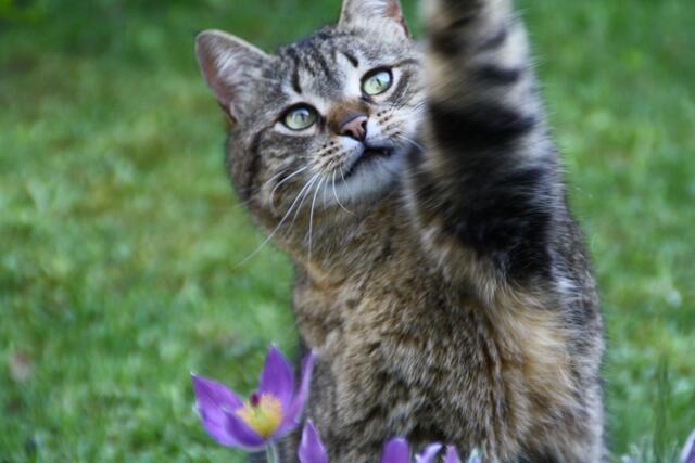Hiergeblieben! Da streckt die Katze ihr Pfötchen aus - zum Glück hat Angela Pinder rechtzeitig abgedrückt. | Foto: Angela Pinder aus Landsberg am Lech