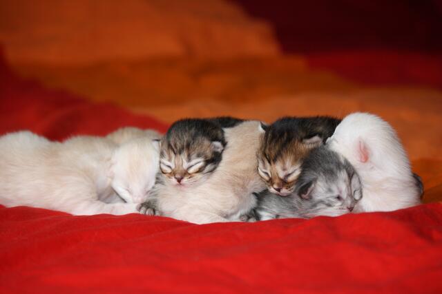 Katzenbaby-Alarm, bei dem man einfach nur schwach werden muss. | Foto: Eva Krentscher aus Isernhagen