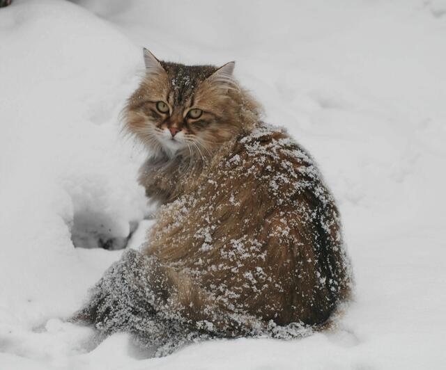 Bei so eisigen Temperaturen ist diese Katze bestimmt froh, einen warmen Fellmantel zu tragen. | Foto: Marie-Thérèse Ritz-Burgstaller aus Eichenau