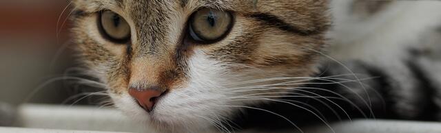 Ein schönes Katzengesicht, das verzückt. | Foto: Susanne Bartelsmeier aus Burgwedel