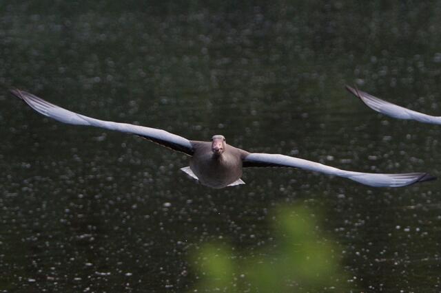 2.7.2013 19:31:10 | Da fliegen knapp 4 kg mit 60 km/h auf die Kamera zu. Eigentlich wollte der Fotograf zum Abendessen nur noch Salat haben, aber bestimmt keinen Kopfsalat!
