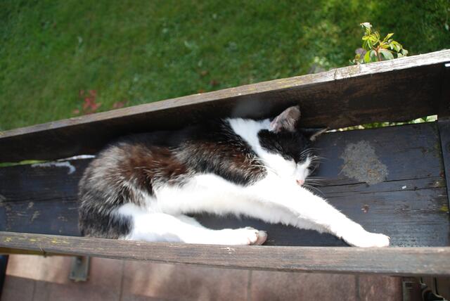 Die Blumen können warten - hier schläft es sich viel zu gut, findet offensichtlich diese müde Katze. | Foto: Brigitte Köhnlein aus Königsbrunn