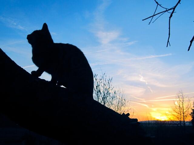 Tolle Silhouette vor dem Abendhimmel. | Foto: Kirsten S. aus Pattensen