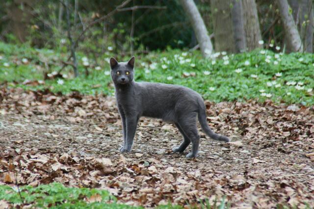 Mit leuchtenden Augen blickt diese Katze ihrem Fotografen entgegen - und Ali Kocaman hält den Moment fest. | Foto: Ali Kocaman aus Donauwörth