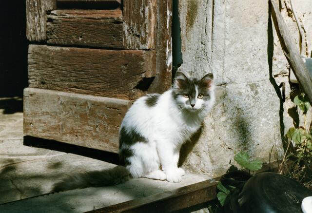 Ein bisschen skeptisch guckt diese schöne Katze dann doch noch Richtung Klaus Heubusch. | Foto: Klaus Heubusch aus Bad Wildungen