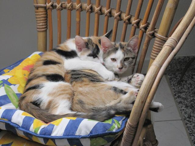 Kuscheln galore! | Foto: Saskia Lukas aus Donauwörth