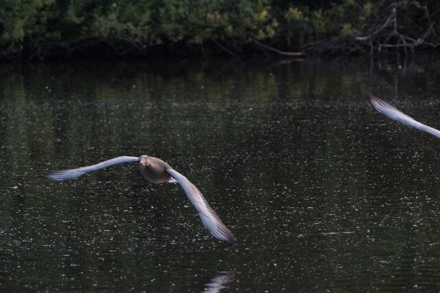 2.7.2013 19:31:09 | Hier sieht man auch den Teil eines Flügels der 'Flugpartnerin'. Die Flügelschläge werden fortlaufend auch noch besser synchronisiert.