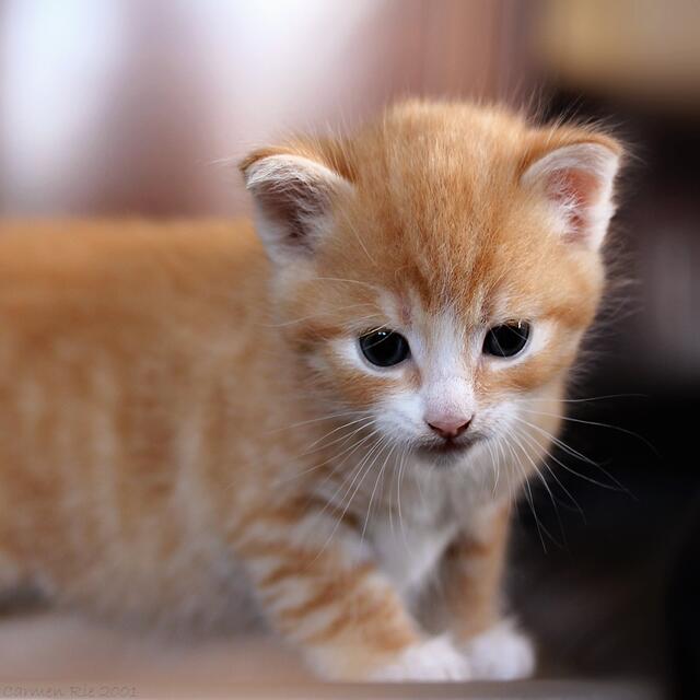 Noch ein bisschen unsicher auf den Beinen, lässt es sich dieses Katzenkind nicht entgehen, schon einmal einen neugierigen Blick zu riskieren. | Foto: Carmen Rieb aus Lohra