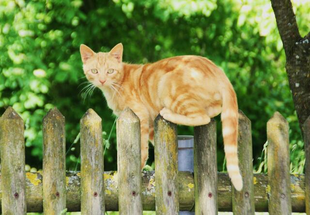 Unbequem? Gibt's für Katzen nicht. | Foto: Ali Kocaman aus Donauwörth