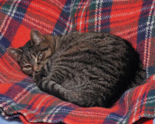 Selbst beim Schläfchen sind Katzen immer wachsam, was in ihrem Umfeld passiert. | Foto: Günther Eims aus Sehnde