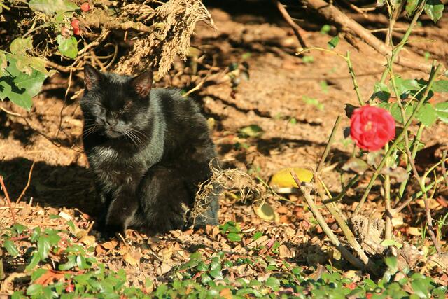 Wer ist hier wohl schöner: Katze oder Rose? | Foto: Klaus Heubusch aus Bad Wildungen