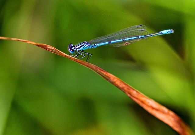 Azurlibelle