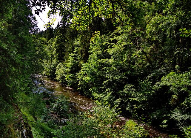 In der Wutachschlucht, sie ist 60 bis 170 m hoch