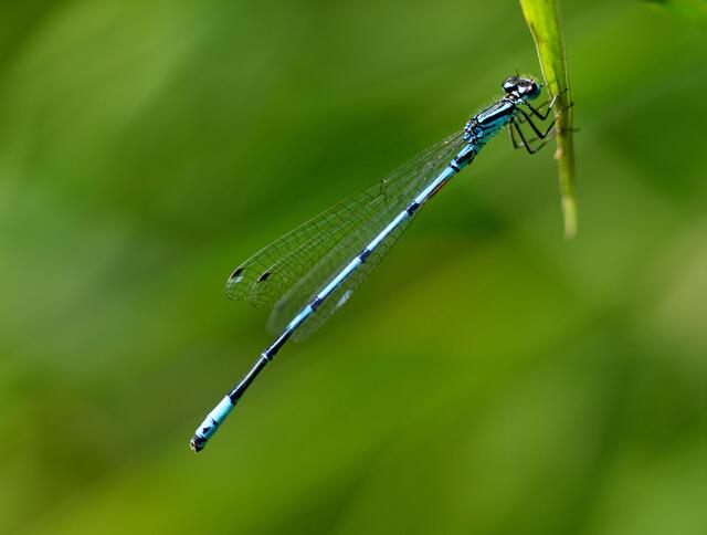 Azurlibelle 2