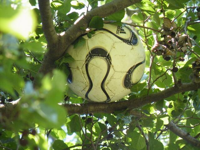 12. ein Ball flog in den Baum