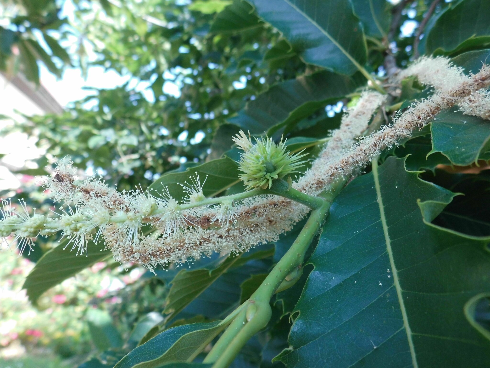 Männliche und weibliche Blüten der Marone Nebra (Unstrut)
