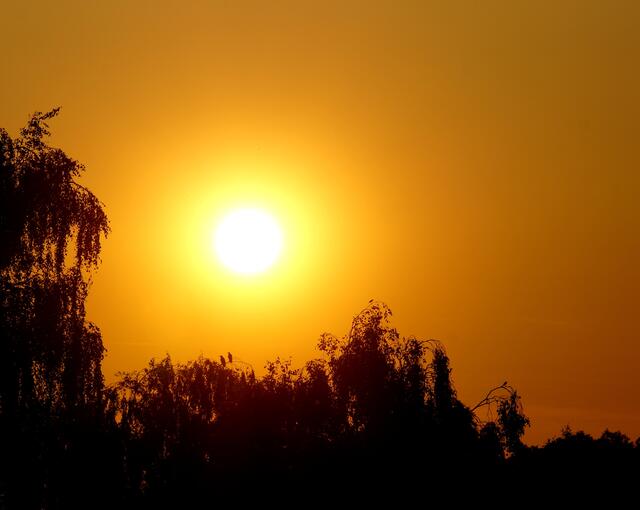 Kurz zuvor stand die Sonne noch gleißend hell am Abendhimmel - an der Landstraße.  Wie viele Vögel seht ihr in den Baumwipfeln (Lupenfunktion)?