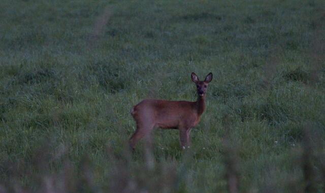 Wir kennen uns schon. Im Umfeld hat die Korn- und Heuernte schon stattgefunden. Die Ricke und einige weitere, auch ein dunkler Rehbock (sogar auf der frisch gemähten Wiese war er einige Tage später wieder zu sehen) sind regelmäßig auf dieser Wiese anzutreffen. "Bekannte" Menschen, die sich ruhig und behutsam verhalten , werden neugierig beäugt.