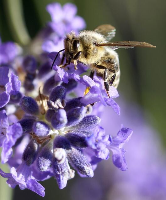 Die Bienen sind auch bis spät in den Abend noch emsig! Am Lavendel naschten sie im Juli und auch momentan kurz vor seinem Verblühen am liebsten...!