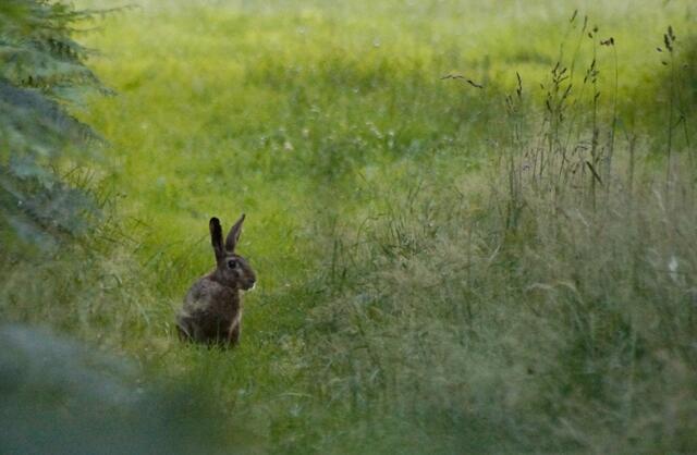Ein Stück seines Weges lief er mir entgegen.