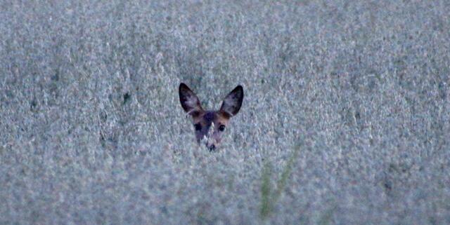 Ein Augenpaar schaut neugierig zugleich jedoch auch sehr vorsichtig aus der "sicheren" Deckung. Die hübsche Ricke wurde in der Dämmerung aus den Augenwinkeln im Vorbeiradeln in ihrer Deckung im hohen Feldbewuchs entdeckt!