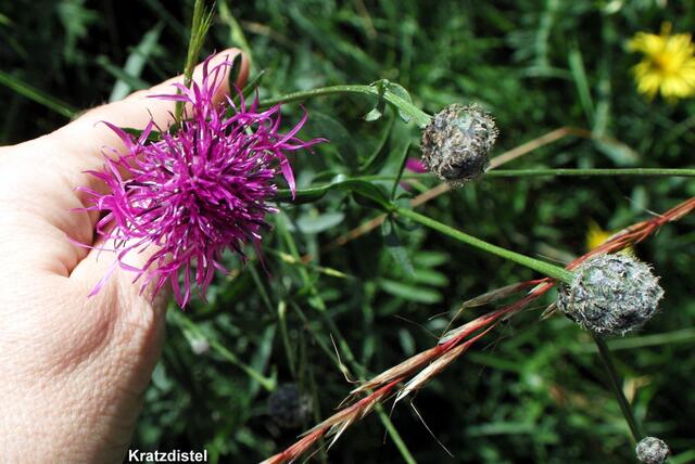 Die Flockenblume stellt sich vor