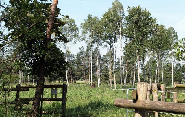 Maßnahmen, die widerrechtlich entstandene Nadelholzfläche zu durchforsten und weiter zurückzubilden, sind vor Jahren unternommen worden. Um auf Dauer die Vielfalt der Pflanzen- und Kleintierwelt zu erhalten, wird  die Rückbildung des Waldstreifens  in Angriff genommen.