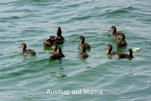 Mama Ente mit ihrem Nachwuchs