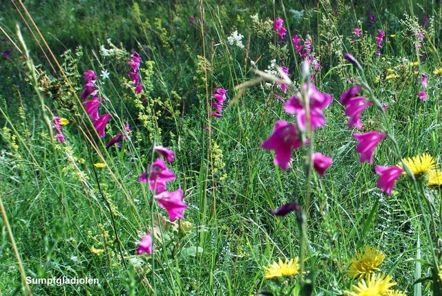 Die Sumpfgladiole aber vor allem hat die Königsbrunner Heide in der botanischen Welt bekannt gemacht. So findet sich hier das größte deutsche Vorkommen dieser Pflanzen mit den purpurnen Glockenblüten.