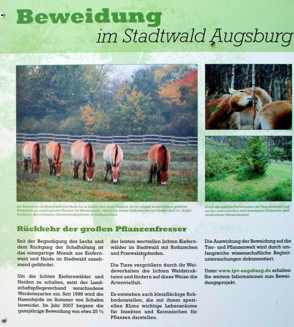 Wildpferde und Rothirsche dort in zwei großen Gehegen als "Landschaftspfleger".