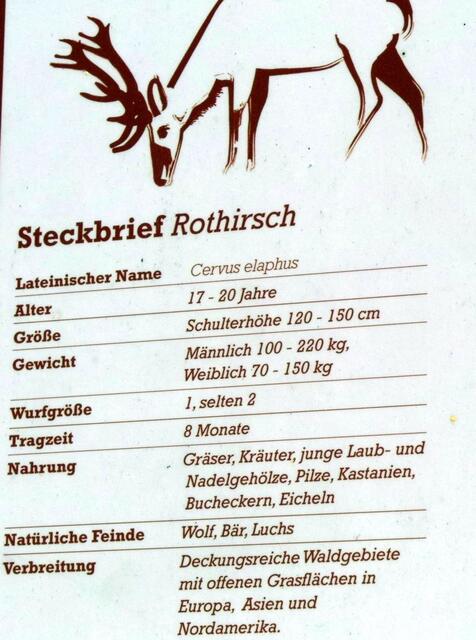 Steckbrief des Rothirschen