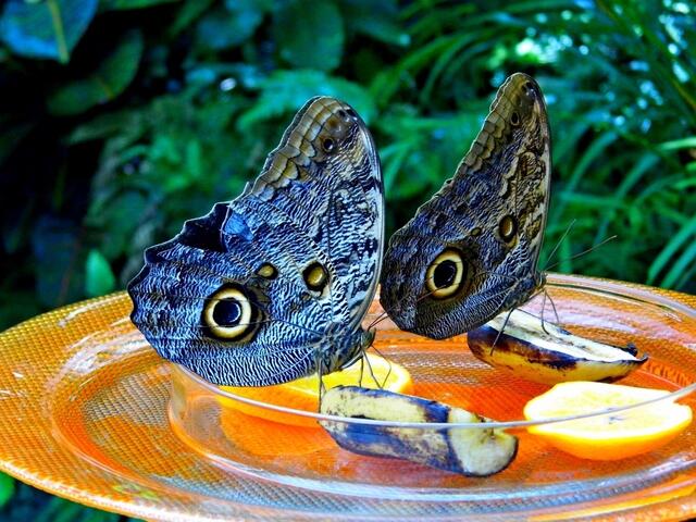 aus dem Schmetterlingshaus