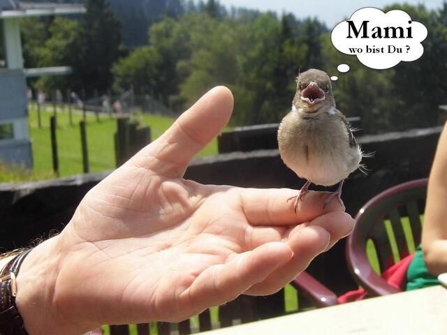 ein Findelkind sucht seine Mami