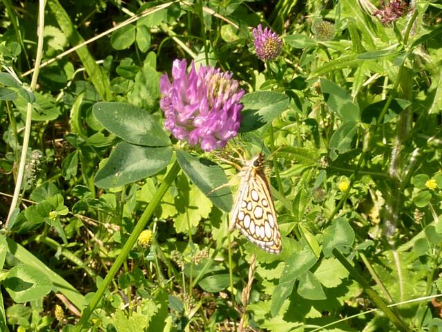 Dieser Schmetterling wanderte beim Nektarsammeln einmal um die Kleeblüte. Leider klappte er seine Flügel nie auf.