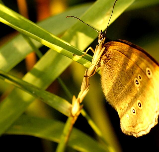 Wer versucht sich hier im Abendsonnenschein hinter Grashalmen zu verstecken? Es ist ein "Brauner Waldvogel" (Aphantopus hyperantus).