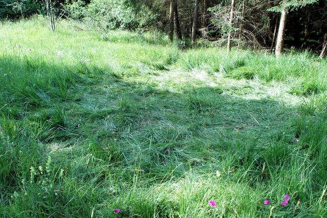 Unvernunft ist auch in der Heide zu entdecken