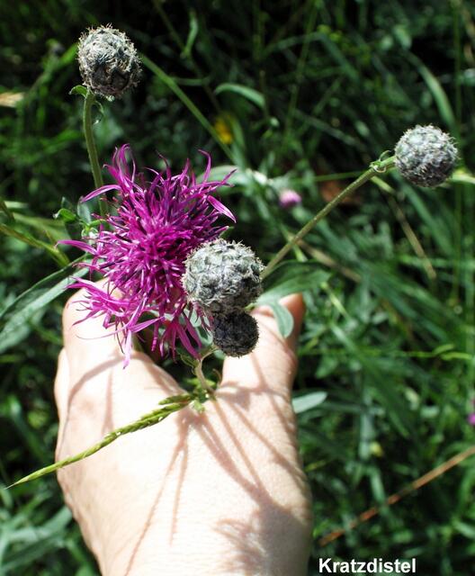 Die Flockenblume