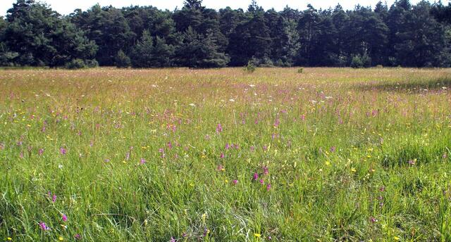 Der Blick über die Heide