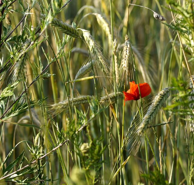 Letzte Mohnblüte im Kornfeld.