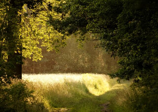 Bitte die Lupe benutzen und die Bildmitte betrachten... Besonders die Libellenfotografie an unseren Seen wird gegen Abend zum schmerzlich, juckenden "Abenteuer"...! Aber auch in feuchten Waldgebieten sind sie sehr aktiv...