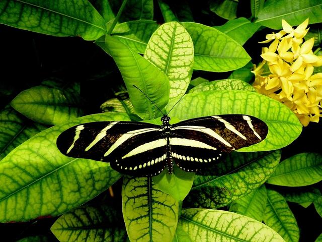 aus dem Schmetterlingshaus