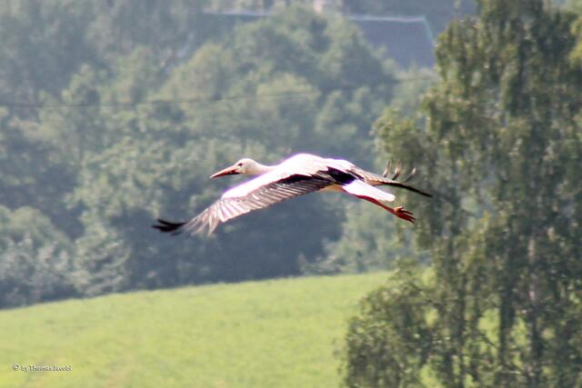Unglaublich elegant...