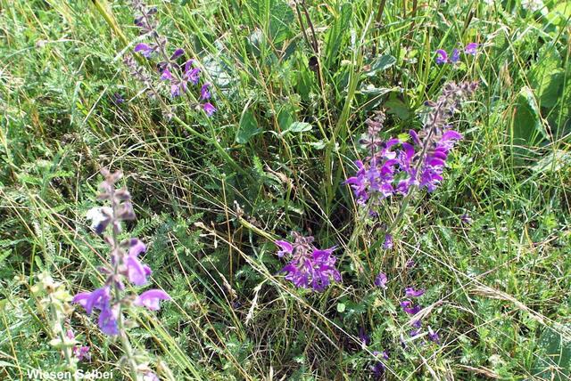 Wiesensalbei