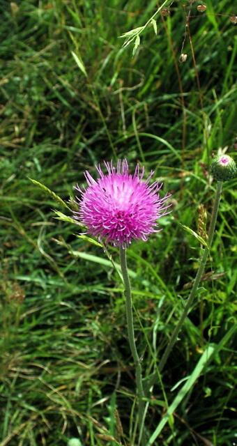 Die Knollige Kratzdistel
