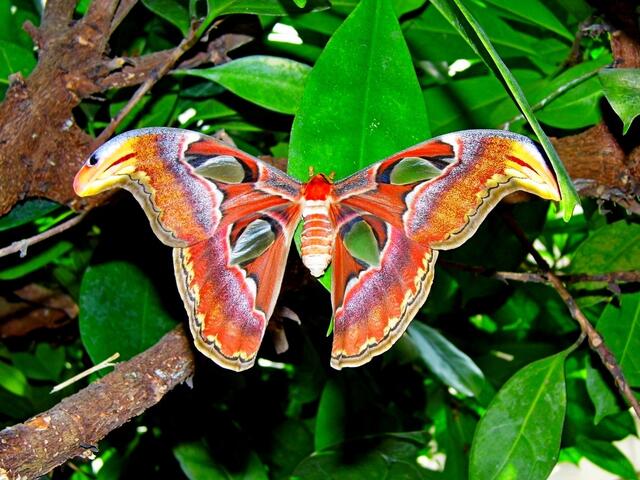 aus dem Schmetterlingshaus