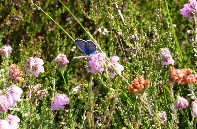 Ein blaues Juwel sitzt in der Glockenheide.