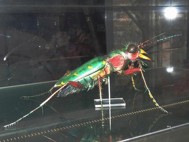 Insekten in Übergröße